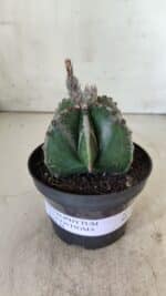 ASTROPHYTUM MYRIOSTIGMA Nº 706 – vaso 11 - Imagem 2