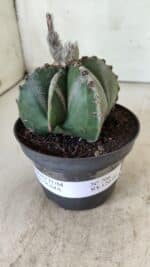 ASTROPHYTUM MYRIOSTIGMA Nº 706 – vaso 11 - Imagem 9