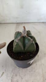ASTROPHYTUM MYRIOSTIGMA Nº 706 – vaso 11 - Imagem 8