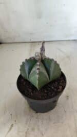 ASTROPHYTUM MYRIOSTIGMA Nº 706 – vaso 11 - Imagem 7