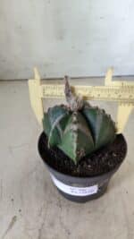 ASTROPHYTUM MYRIOSTIGMA Nº 706 – vaso 11 - Imagem 4