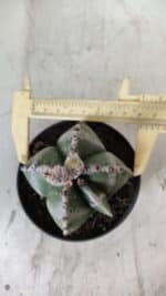ASTROPHYTUM MYRIOSTIGMA Nº 706 – vaso 11