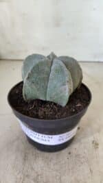 ASTROPHYTUM MYRIOSTIGMA Nº 707 – vaso 11 - Imagem 2