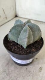ASTROPHYTUM MYRIOSTIGMA Nº 707 – vaso 11 - Imagem 9