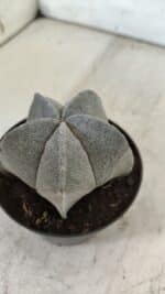 ASTROPHYTUM MYRIOSTIGMA Nº 707 – vaso 11 - Imagem 7