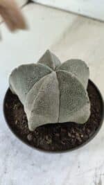 ASTROPHYTUM MYRIOSTIGMA Nº 707 – vaso 11 - Imagem 6