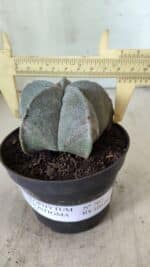 ASTROPHYTUM MYRIOSTIGMA Nº 707 – vaso 11 - Imagem 4