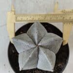 ASTROPHYTUM MYRIOSTIGMA Nº 707 – vaso 11