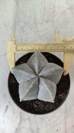 ASTROPHYTUM MYRIOSTIGMA Nº 707 – vaso 11