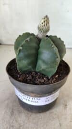 ASTROPHYTUM MYRIOSTIGMA Nº 709 "Nudum" – vaso 11 - Imagem 2