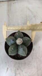 ASTROPHYTUM MYRIOSTIGMA Nº 709 "Nudum" – vaso 11