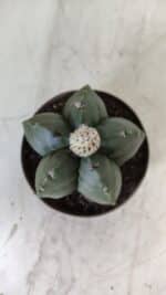ASTROPHYTUM MYRIOSTIGMA Nº 709 "Nudum" – vaso 11 - Imagem 9