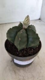 ASTROPHYTUM MYRIOSTIGMA Nº 709 "Nudum" – vaso 11 - Imagem 11