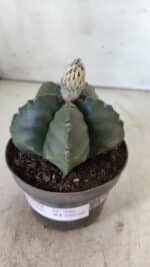 ASTROPHYTUM MYRIOSTIGMA Nº 709 "Nudum" – vaso 11 - Imagem 10