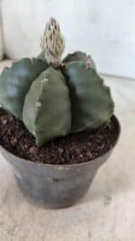 ASTROPHYTUM MYRIOSTIGMA Nº 709 "Nudum" – vaso 11 - Imagem 8