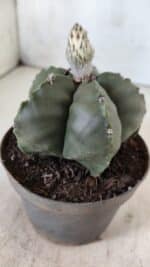 ASTROPHYTUM MYRIOSTIGMA Nº 709 "Nudum" – vaso 11 - Imagem 7