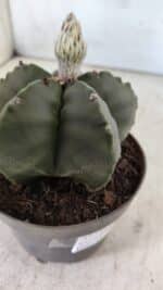 ASTROPHYTUM MYRIOSTIGMA Nº 709 "Nudum" – vaso 11 - Imagem 6