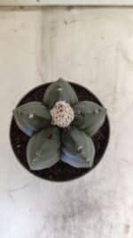 ASTROPHYTUM MYRIOSTIGMA Nº 709 "Nudum" – vaso 11 - Imagem 3