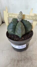 ASTROPHYTUM MYRIOSTIGMA Nº 709 "Nudum" – vaso 11 - Imagem 4