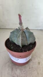 ASTROPHYTUM MYRIOSTIGMA Nº 710 – vaso 11 - Imagem 2