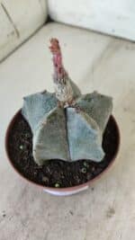 ASTROPHYTUM MYRIOSTIGMA Nº 710 – vaso 11 - Imagem 8