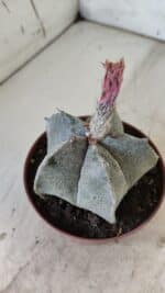 ASTROPHYTUM MYRIOSTIGMA Nº 710 – vaso 11 - Imagem 7