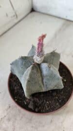 ASTROPHYTUM MYRIOSTIGMA Nº 710 – vaso 11 - Imagem 6