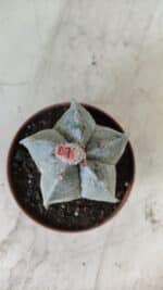 ASTROPHYTUM MYRIOSTIGMA Nº 710 – vaso 11 - Imagem 3