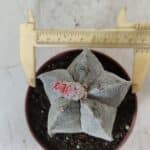 ASTROPHYTUM MYRIOSTIGMA Nº 710 – vaso 11