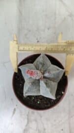 ASTROPHYTUM MYRIOSTIGMA Nº 710 – vaso 11