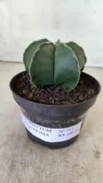 ASTROPHYTUM MYRIOSTIGMA "Nudum" Nº 711 – vaso 11 - Imagem 2