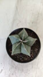 ASTROPHYTUM MYRIOSTIGMA "Nudum" Nº 711 – vaso 11 - Imagem 3