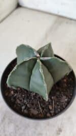 ASTROPHYTUM MYRIOSTIGMA "Nudum" Nº 711 – vaso 11 - Imagem 8