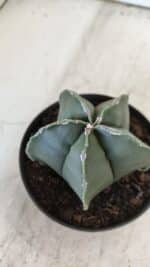 ASTROPHYTUM MYRIOSTIGMA "Nudum" Nº 711 – vaso 11 - Imagem 7