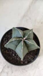 ASTROPHYTUM MYRIOSTIGMA "Nudum" Nº 711 – vaso 11 - Imagem 6