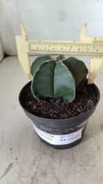 ASTROPHYTUM MYRIOSTIGMA "Nudum" Nº 711 – vaso 11 - Imagem 4