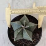ASTROPHYTUM MYRIOSTIGMA "Nudum" Nº 711 – vaso 11