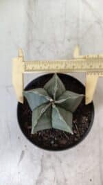 ASTROPHYTUM MYRIOSTIGMA "Nudum" Nº 711 – vaso 11