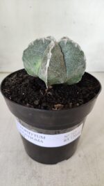 ASTROPHYTUM MYRIOSTIGMA Nº 712 – vaso 11 - Imagem 2