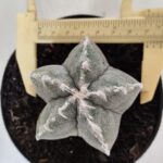 ASTROPHYTUM MYRIOSTIGMA Nº 712 – vaso 11
