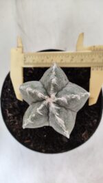 ASTROPHYTUM MYRIOSTIGMA Nº 712 – vaso 11