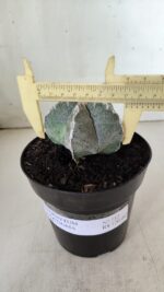 ASTROPHYTUM MYRIOSTIGMA Nº 712 – vaso 11 - Imagem 10