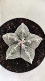 ASTROPHYTUM MYRIOSTIGMA Nº 712 – vaso 11 - Imagem 9