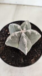 ASTROPHYTUM MYRIOSTIGMA Nº 712 – vaso 11 - Imagem 8