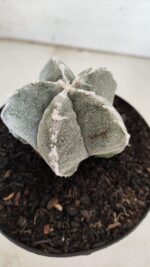 ASTROPHYTUM MYRIOSTIGMA Nº 712 – vaso 11 - Imagem 7