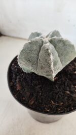 ASTROPHYTUM MYRIOSTIGMA Nº 712 – vaso 11 - Imagem 6