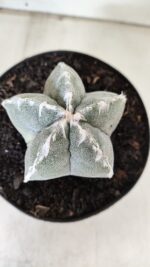 ASTROPHYTUM MYRIOSTIGMA Nº 712 – vaso 11 - Imagem 4