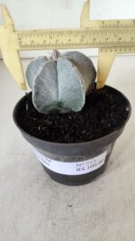 ASTROPHYTUM MYRIOSTIGMA Nº 713 – vaso 11 - Imagem 4
