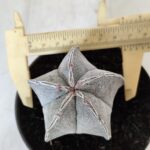 ASTROPHYTUM MYRIOSTIGMA Nº 713 – vaso 11