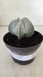 ASTROPHYTUM MYRIOSTIGMA Nº 713 – vaso 11 - Imagem 2